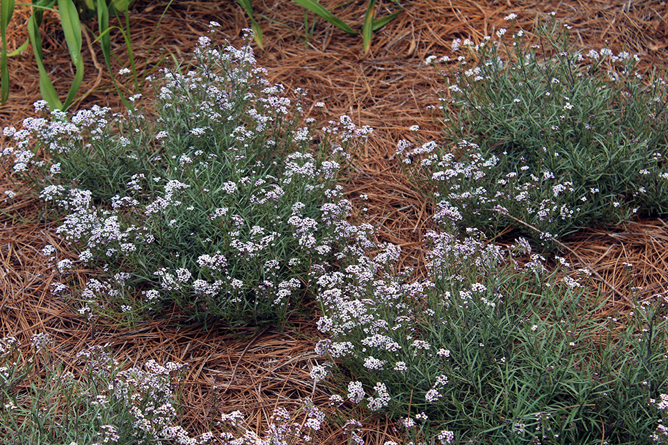 Close-up of small, white flowers growing from shrubs.